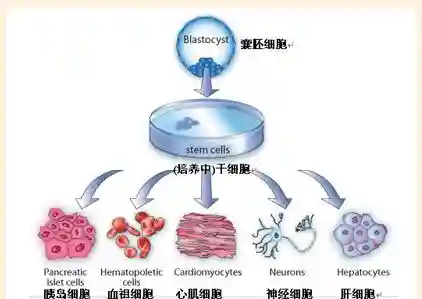 抗衰老治顽疾 干细胞被赋予神奇功效 “万能细胞”真是万能的吗？