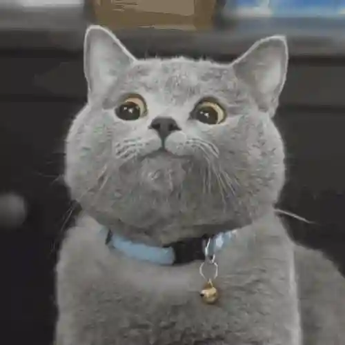 猫咪急性肾衰竭！看医生如何为其排危解难