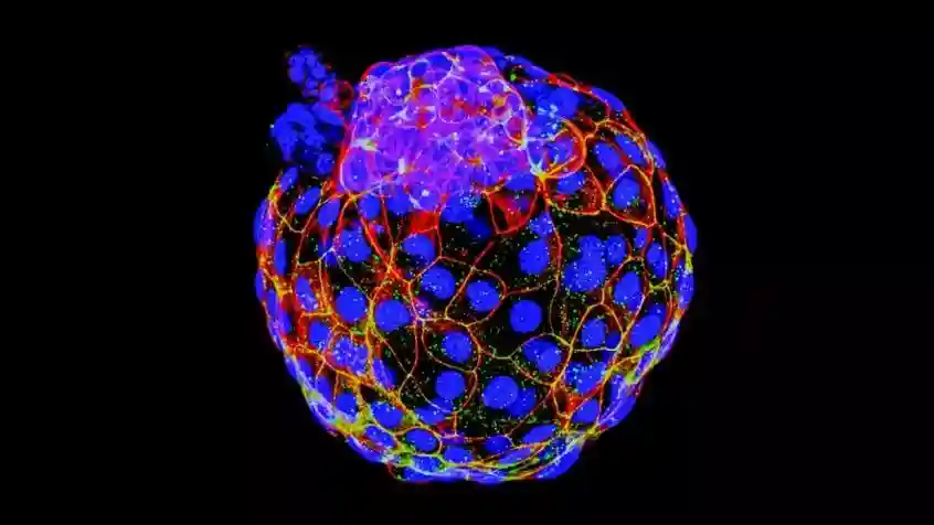 为何不孕流产？人类囊胚模型或许能解答