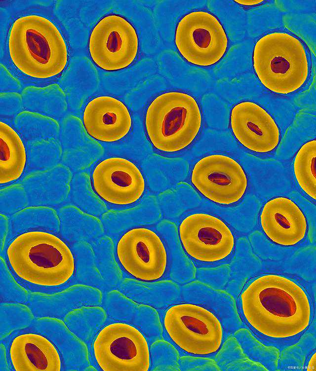 好人做到底！云南00后小伙两次捐献造血干细胞