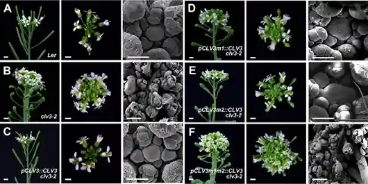 “扑朔迷离”的明星基因：“星星”相“吸”，“携手并进”