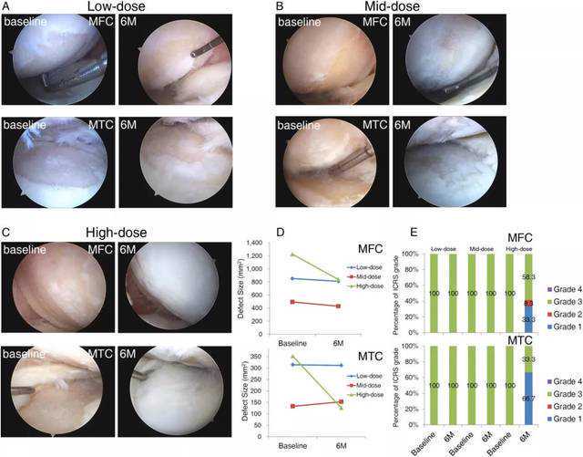 细胞培养中的抗生素究竟是敌是友？