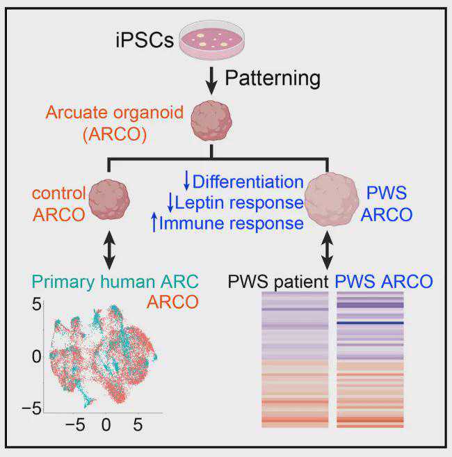 武强“奶奶妈妈”照顾重病孙女 用爱创造奇迹