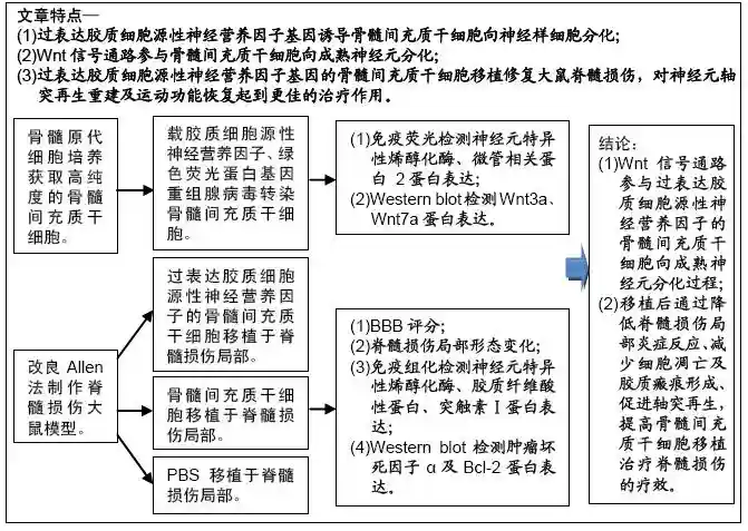 过表达胶质细胞神经营养因子基因转染骨髓间充质干细胞移植治疗脊髓损伤