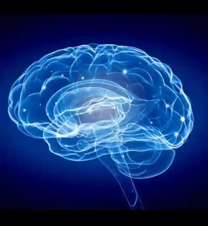 人类大脑的构造和功能是什么？