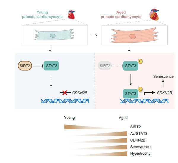 全文发布！安徽省实施长江三角洲区域一体化发展规划纲要行动计划