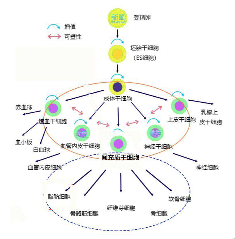 动物疫苗龙头鼎持生物获数千万融资，宠物板块持续推进